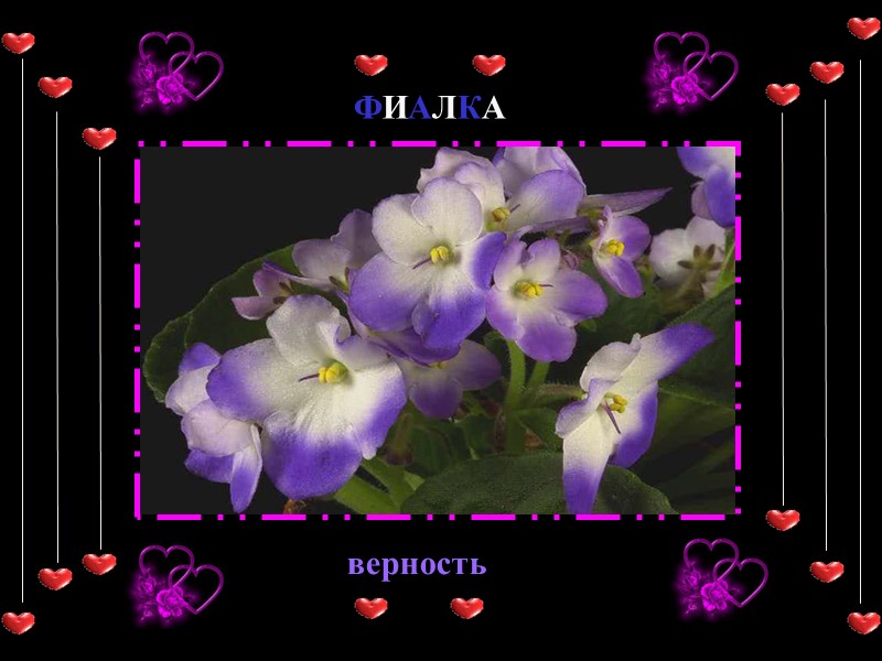 ФИАЛКА верность